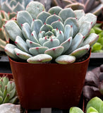 PottedEcheveria minima aka Blue Rosette with green leaves and red tips in a brown pot.