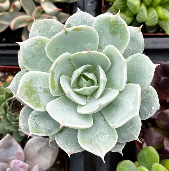 Close-up of Echeveria derenbergii with a blurred background