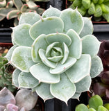 Close-up of Echeveria derenbergii with a blurred background