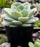 Echeveria derenbergii plant in a pot with blurred background