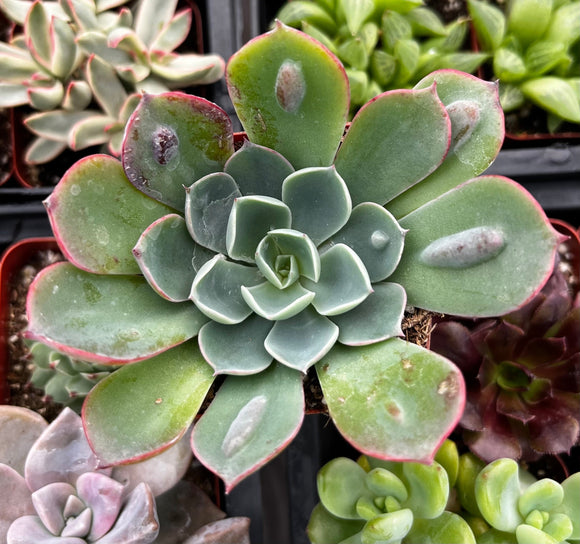 Close-up of Echeveria 'Raindrops' with green leaves and pinkish edges.