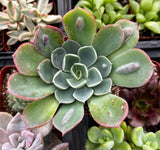 Close-up of Echeveria 'Raindrops' with green leaves and pinkish edges.