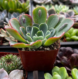 Echeveria 'Raindrops' plant in a pot surrounded by other succulents