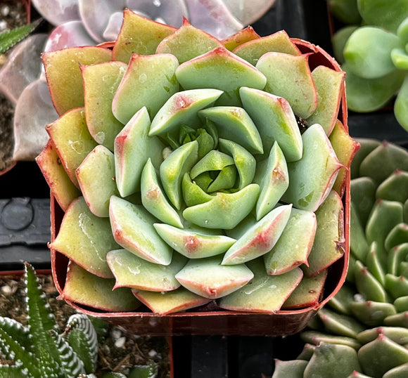 Echeveria 'Ramillette' plant in a pot with other plants in the background