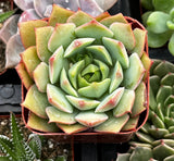 Echeveria 'Ramillette' plant in a pot with other plants in the background