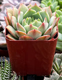 Echeveria 'Ramillette' plant in a red pot with blurred green background