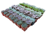Bulk Echeveria Rosette Succulents