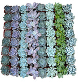 Bulk Echeveria Rosette Succulents