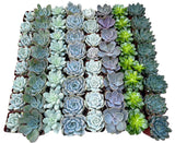 Bulk Echeveria Rosette Succulents