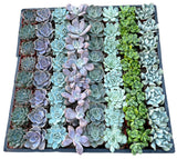 Bulk Echeveria Rosette Succulents