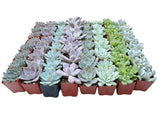 Bulk Echeveria Rosette Succulents