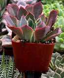 Echeveria 'Neon Breaker' in a red pot surrounded by other plants