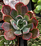 Close-up of Echeveria 'Neon Breaker' with red edges and green center.