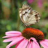 Echinacea 'Magnus with butterfly