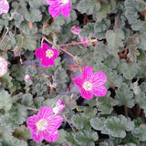 Close-up of Erodium variable 'Bishop's Form' with green leaves