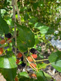 Mulberry leaves and fruits on a branch with a blurred natural background
