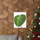 Philodendron Gloriosum Botanical Print – Unframed Wall Art