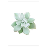 Pachyveria Haagei Succulent Greeting Card – Blank Inside With Envelope