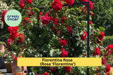 Florentina Rose Cuttings – 3 Unrooted Stems for Grafting or Rooting – Rosa ‘Florentina’ Climbing Rose, Rare Red Flower Variety