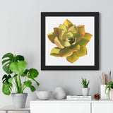 Noble Aeonium Succulent Framed Print – Botanical Wall Art