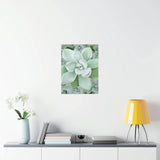Pachyveria Haagei Succulent Pattern Botanical Print – Unframed Wall Art