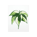 Philodendron Cream Splash Botanical Print – Unframed Wall Art