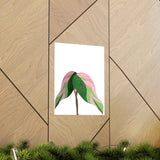 Pink Princess Philodendron Botanical Print – Unframed Wall Art