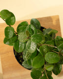 4" Hoya Mathilde Splash