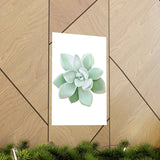 Pachyveria Haagei Succulent Botanical Print – Unframed Wall Art