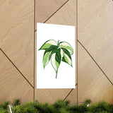 Philodendron Cream Splash Botanical Print – Unframed Wall Art