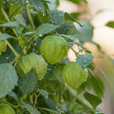 Green tomatillos hanging from a branch with water droplets on a blurred background