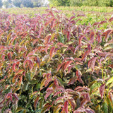 Ragin' Red™ Dogwood