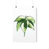 Philodendron Cream Splash Botanical Print – Unframed Wall Art