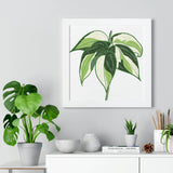 Philodendron Cream Splash Framed Print – Botanical Wall Art