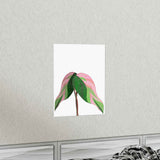 Pink Princess Philodendron Botanical Print – Unframed Wall Art