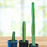 Three potted Mexican Fence Post Cacti on a wooden surface with a blurred natural background