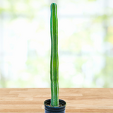 Tall green Mexican Fence Post Cactus in a pot on a wooden surface with a blurred natural background