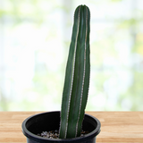 Potted Mexican Fence Post Cactus on a wooden surface with a blurred natural background
