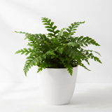 Fern 'Kangaroo Paw' - 6" Pot - NURSERY POT ONLY
