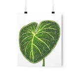 Philodendron Gloriosum Botanical Print – Unframed Wall Art