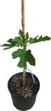 Potted Violet de Bordeaux Dwarf, Fig Tree plant with green leaves on a white background