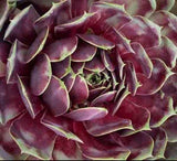 Sempervivum Supersemp® 'Fire Quartz' PP 33,603 - 4.5 inch Pots - Flat of 10