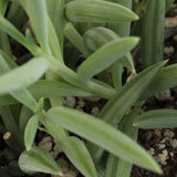 Trailing Succulents sample