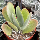 Kalanchoe thyrsiflora aka Flapjack Kalanchoe plant with a red pot among other plants