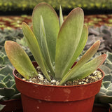 Kalanchoe thyrsiflora aka Flapjack Kalanchoeplant with a red pot in a garden setting