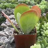 Kalanchoe thyrsiflora aka Flapjack Kalanchoe plant surrounded by other succulents with a blurred green background