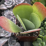 Kalanchoe thyrsiflora aka Flapjack Kalanchoe with pinkish-red edges in a pot surrounded by other succulents.