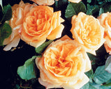 Close-up of Garden Sun Yellow Climbing Roses with green leaves on a dark background