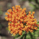 Butterfly weed