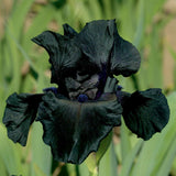 Black Suited Fragrant Black Iris flower with a blurred green background